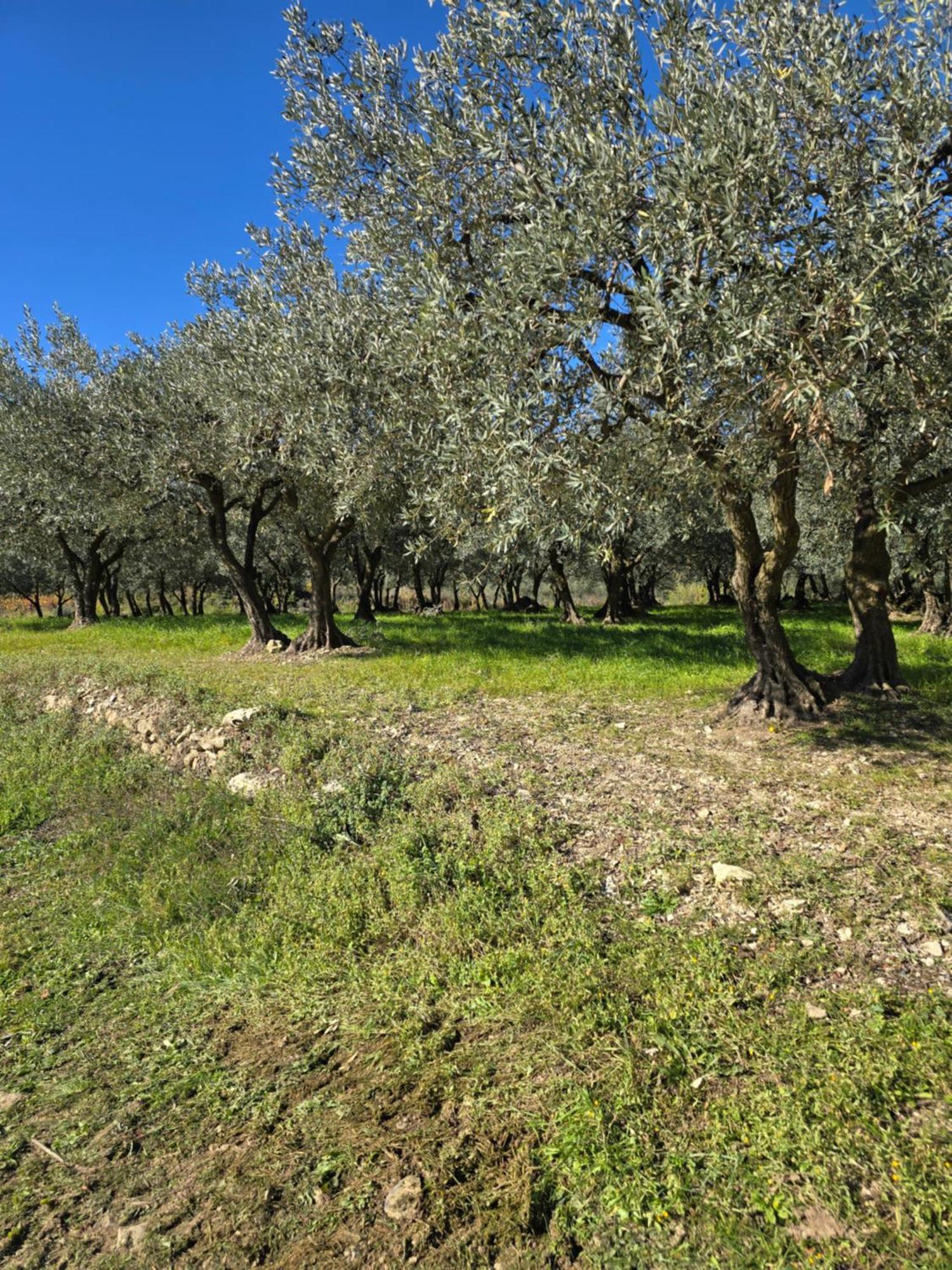 A L'Oree Des Oliviers Venterol  Εξωτερικό φωτογραφία